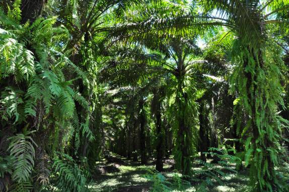 Plantação de Palmeiras Africanas no caminho para as praias de Zancudo e Pavones, no litoral Pacífico da Costa Rica